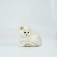 Кошеня британська короткошерста срібна шиншила
