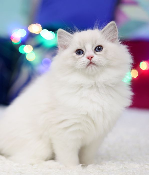 Kocurek Ragdoll blue bicolor lynx po Junior Winnerze, rodowód FPL