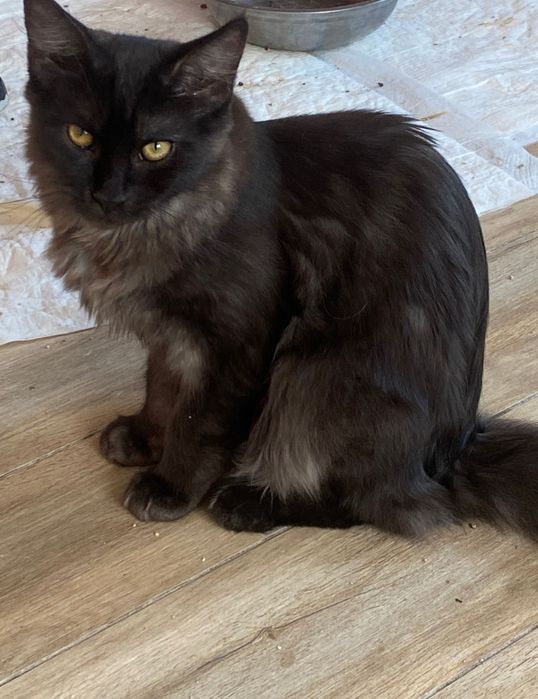 Sprzedam kotkę maine coon