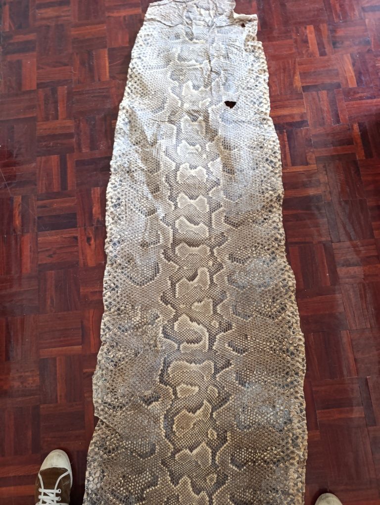 Grande pele de  cobra