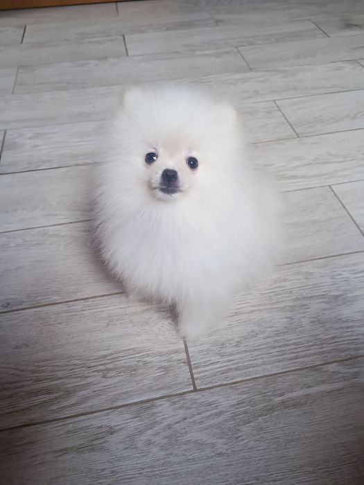 Pomeranian piesek