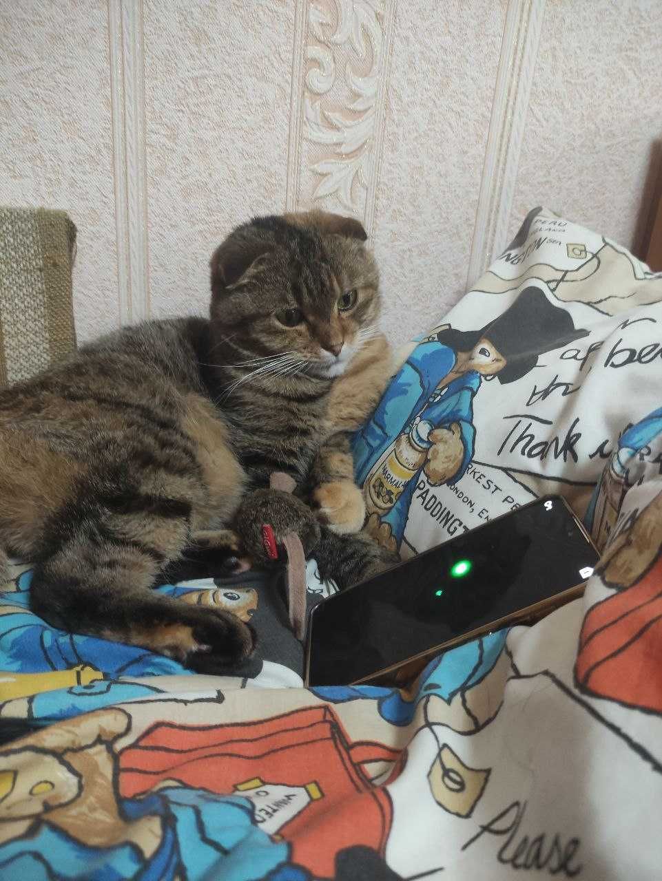 Шукаємо нашу кицю!
