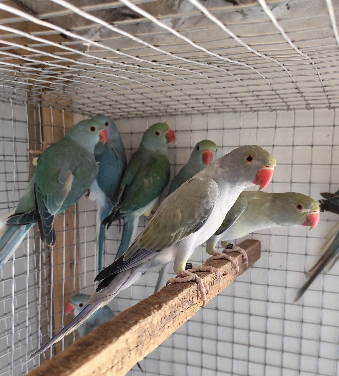 Ring necks CC e outros