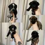 Pieski do adopcji