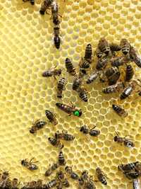 Matki pszczele unasiennione, czerwiące.