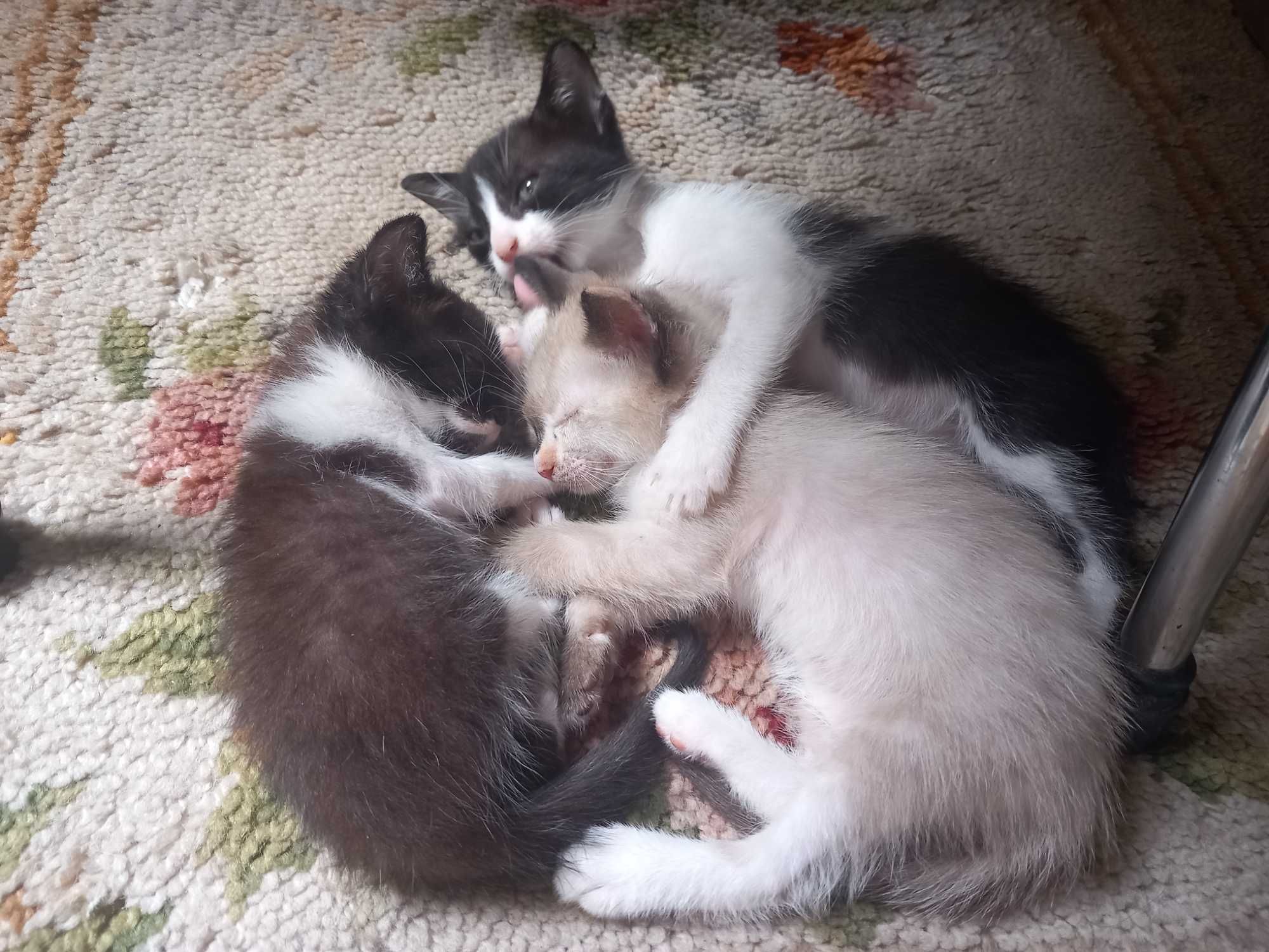 Para adocao gatinhos