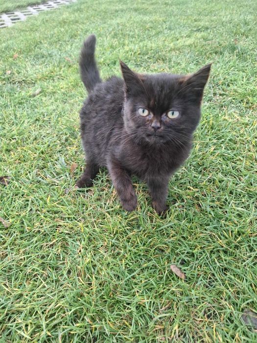 Matka PERS.Oddam kotki w dobre ręce