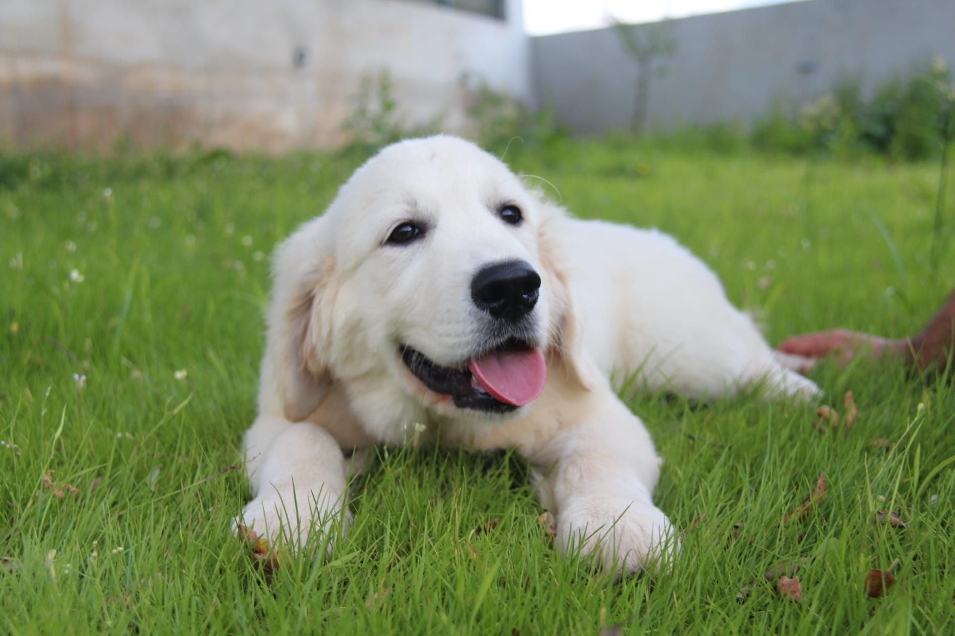 Golden Retriever Com Lop e Afixo