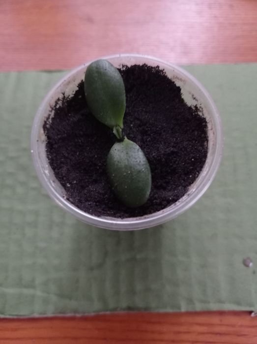 Грошове дерево, товстянка, денежное  дерево, кактуси.