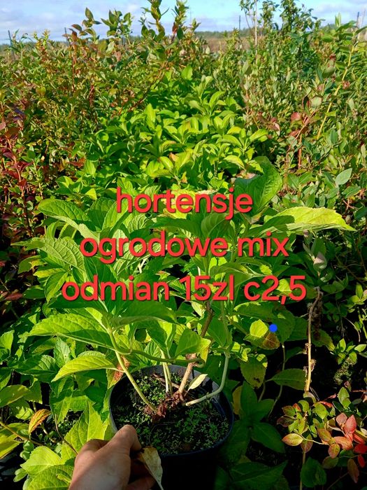 Producent hortensje ogrodowe krzewiaste pilgowane oraz pnace