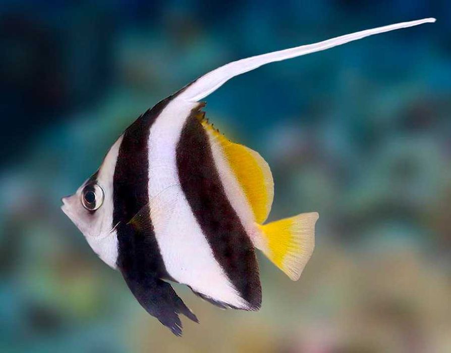 Heniochus acuminatus  - Akwarium morskie