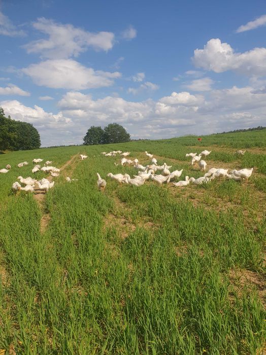 Mięso, gęsina, kury, kurczaki, kaczki, gęsi, perlice, jaja