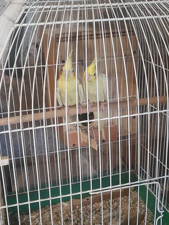 Papugi ninfy żółte