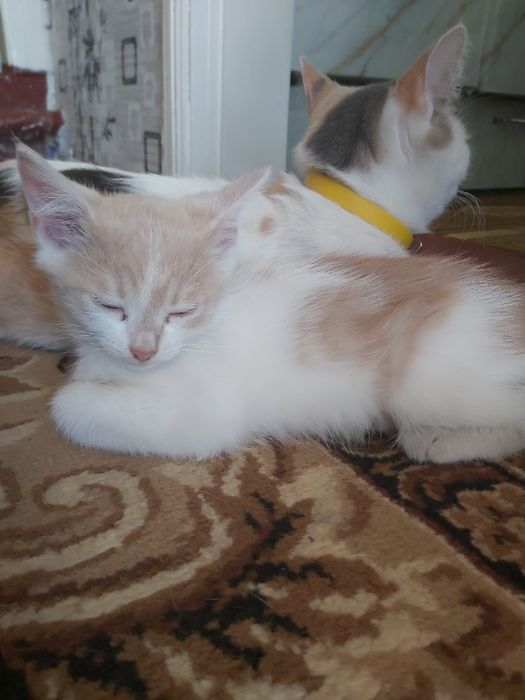 Кошеня хлопчик безкоштовно