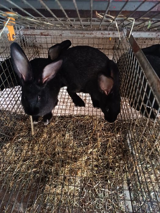 Продам полтавське срібло