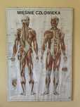 Mapa mięśni, tablica anatomiczna