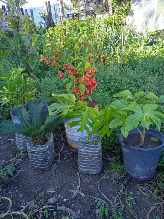 Vendo vasos de várias plantas