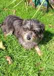 Lili mix sznaucera 2-3 lata 9 kg adopcja.
