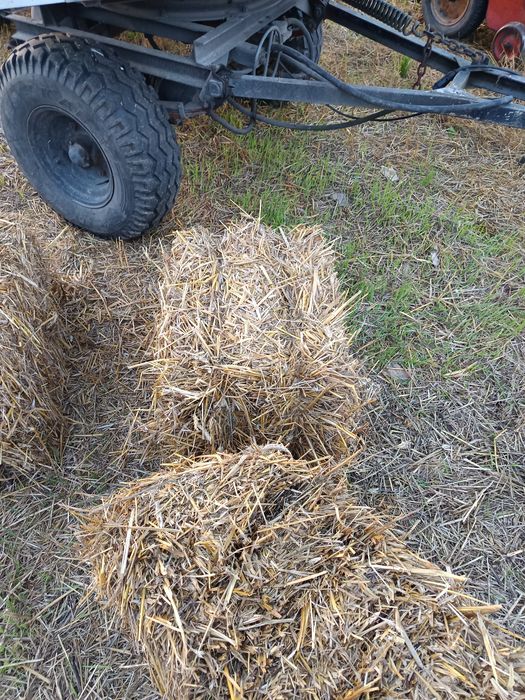 Słoma kostki świeże 2025