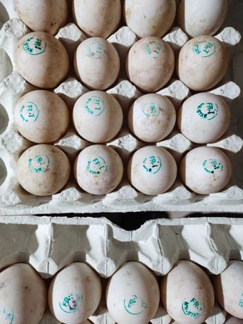 Інкубаційне яйце легорн Угорщина  опт та роздріб
