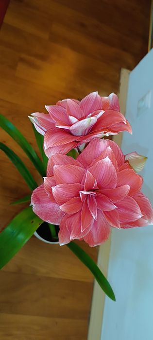 Amarylis hippeastrum Double Dream różowy