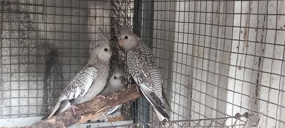 Casal gaiola e ninho