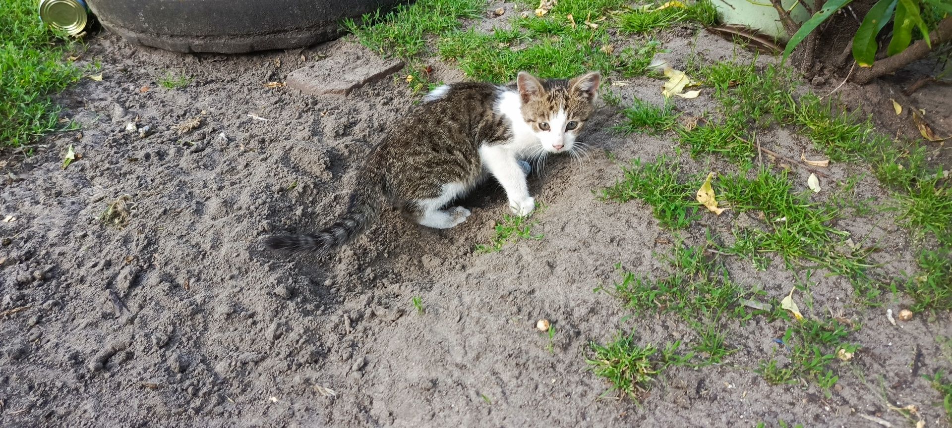 Oddam kotka w dobre ręce