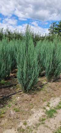 Jałowiec - Juniperus BLUE ARROW 140-160 cm SUPER JAKOŚĆ,PRODUCENT