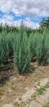 Jałowiec - Juniperus BLUE ARROW 150-160 cm SUPER JAKOŚĆ,PRODUCENT