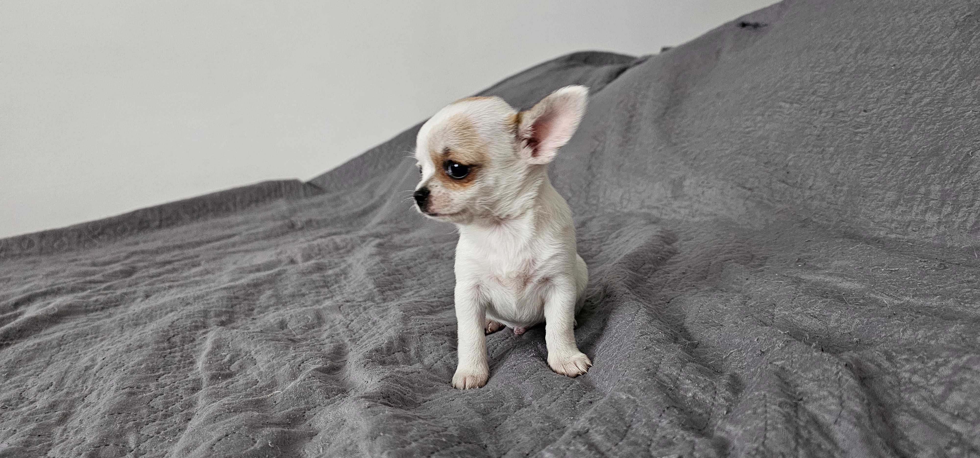Piesek chihuahua