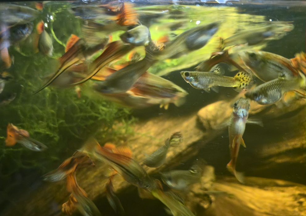 Piękny Gupik Pawie Oczko Mieczyk Zielony Wlasna hodowla Warszawa