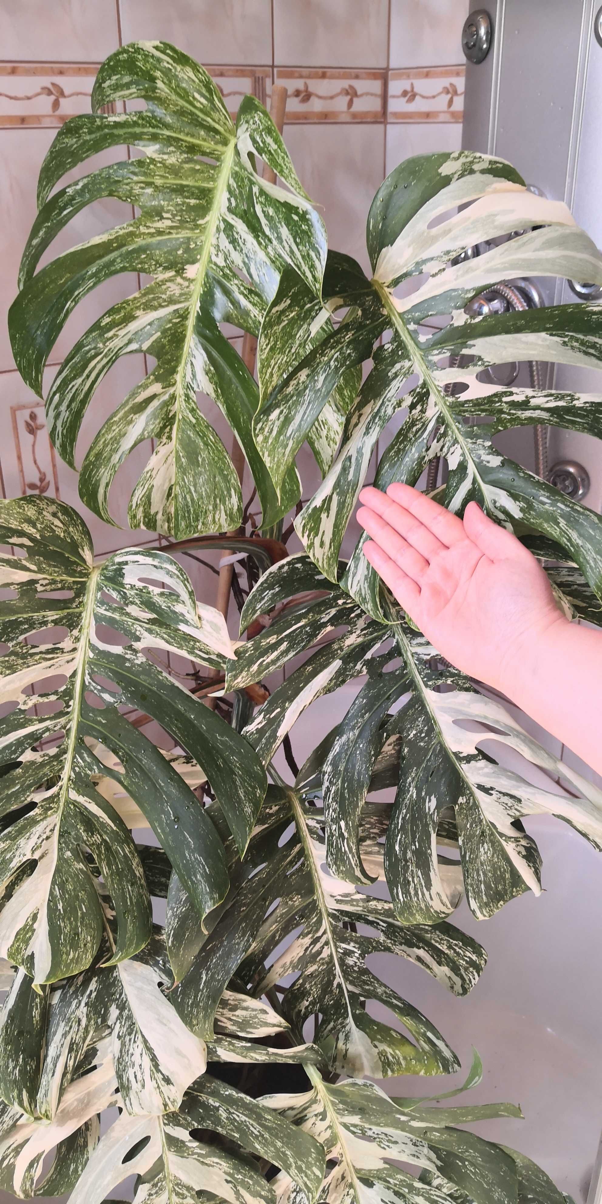 Monstera Deliciosa Variegata 1