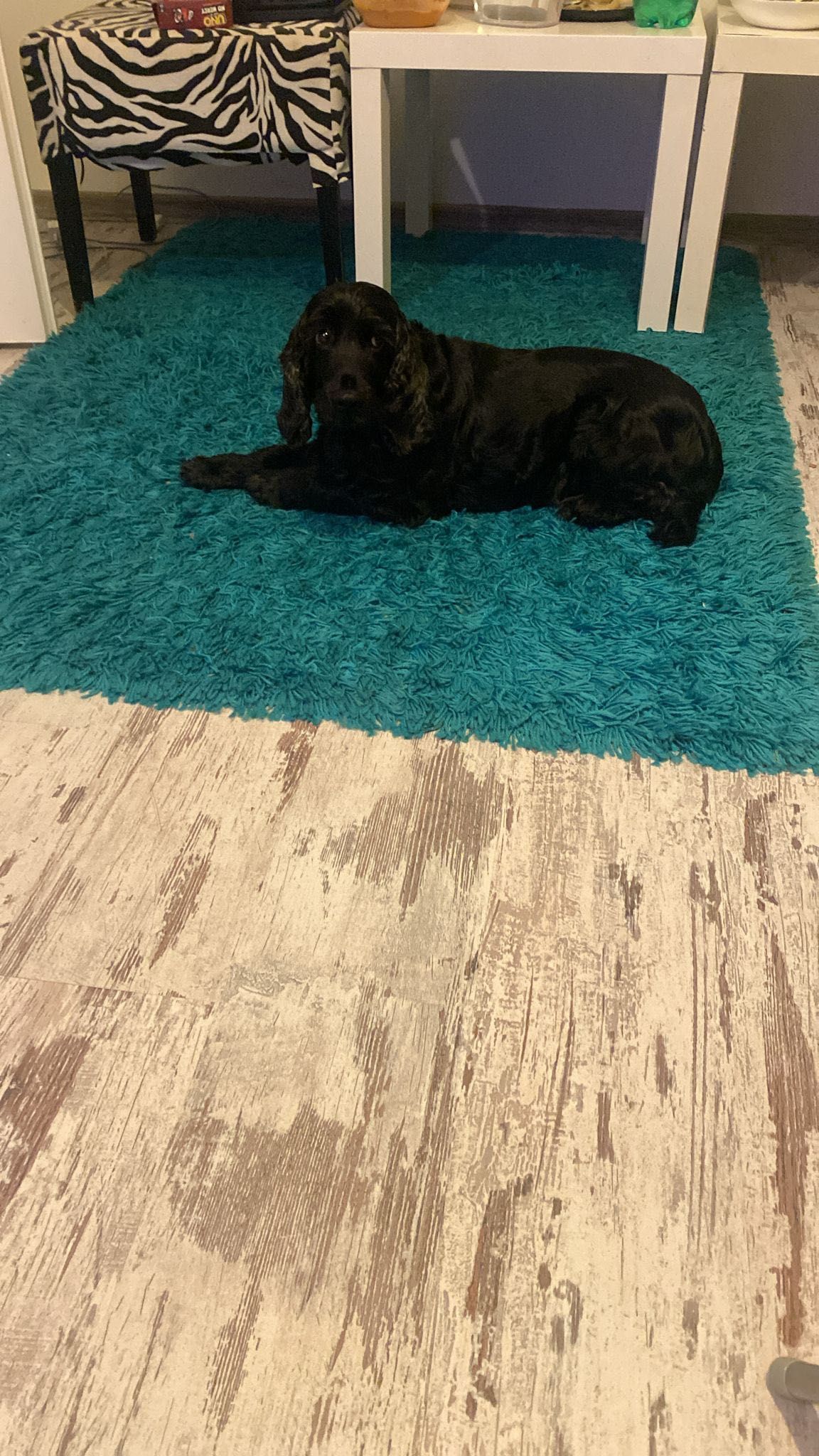 Oddam psa do adopcji cocker spaniel
