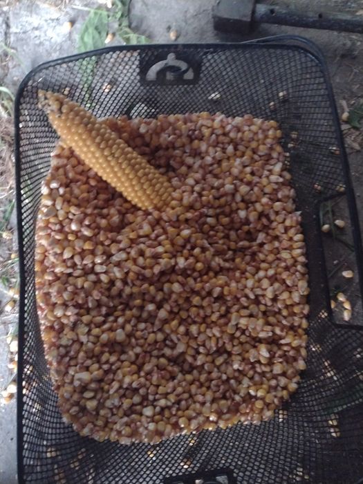 Sprzedam kukurydzę