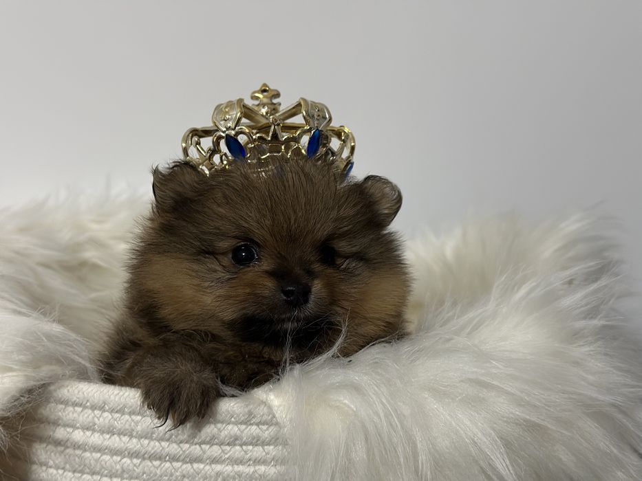 Szpic miniaturowy  Pomeranian FCI rezerwacja