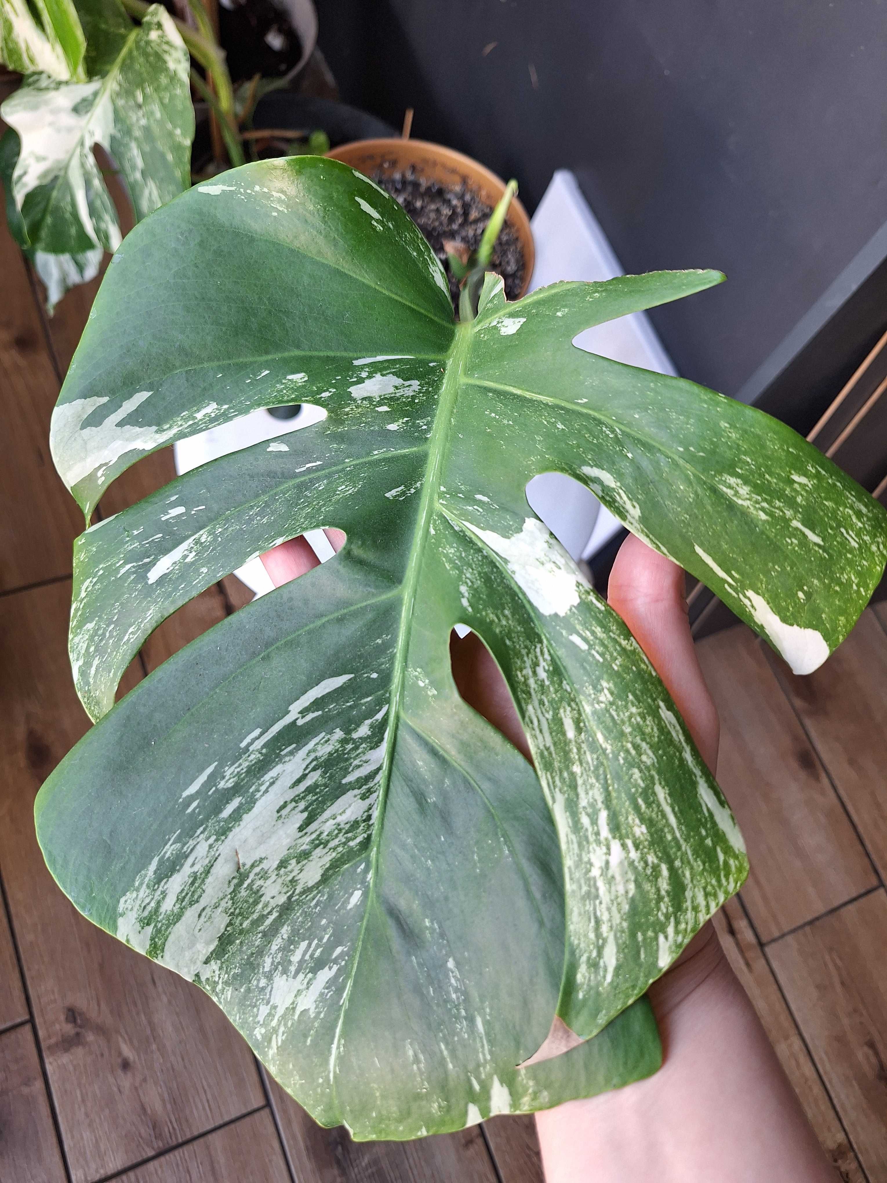 Монстера Альба Monstera albo варієгатна вариегатная