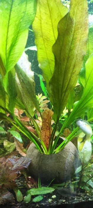 Echinodorus Red Flame żabienica