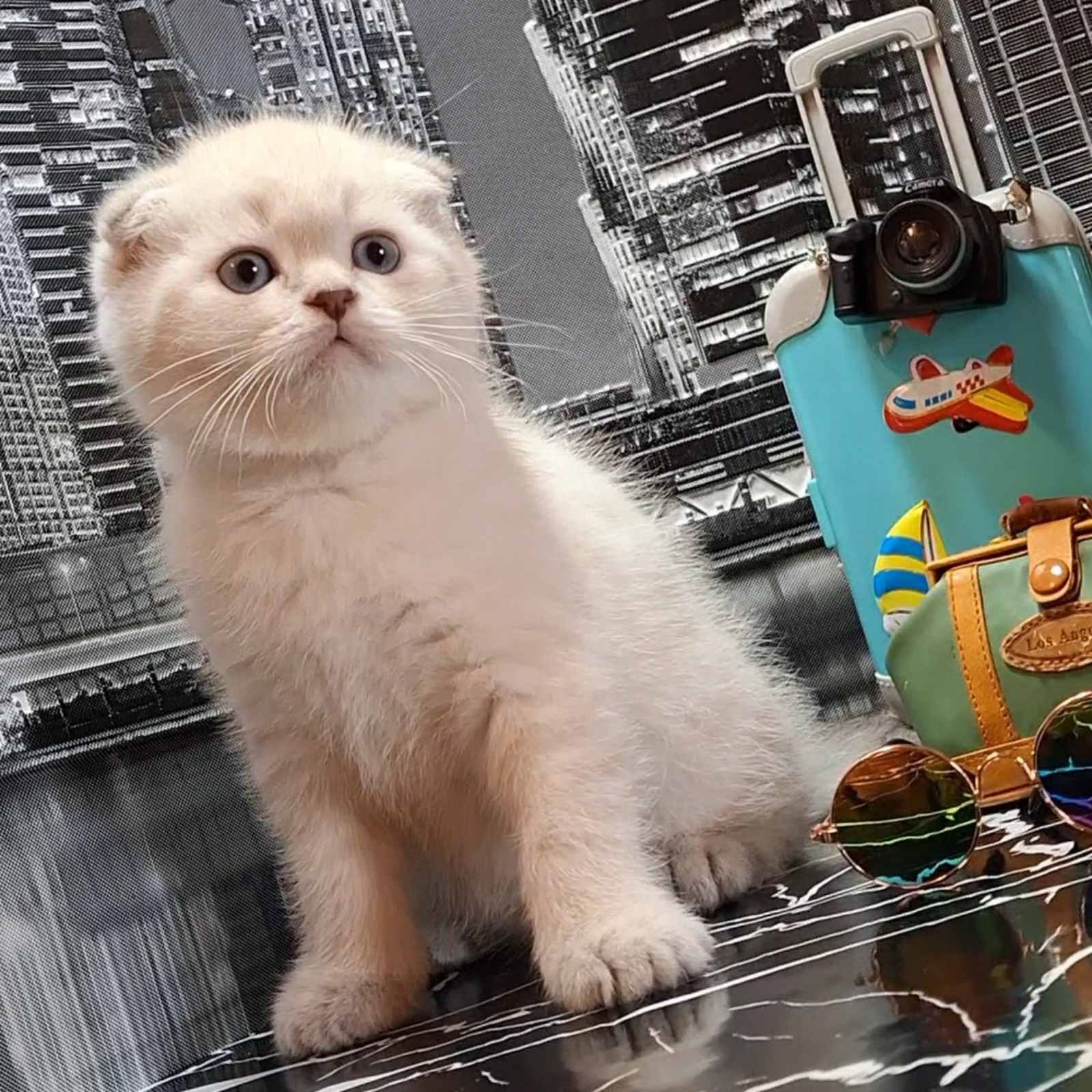 Забавные голубоглазые котики