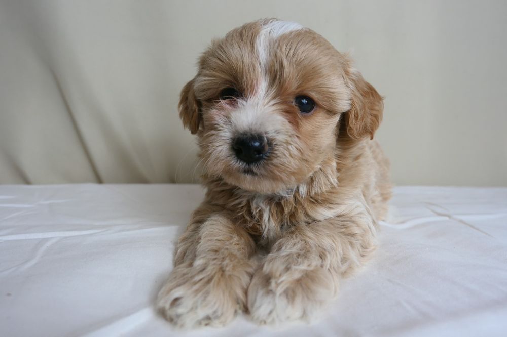 Maltipoo- Piękna suczka F1.