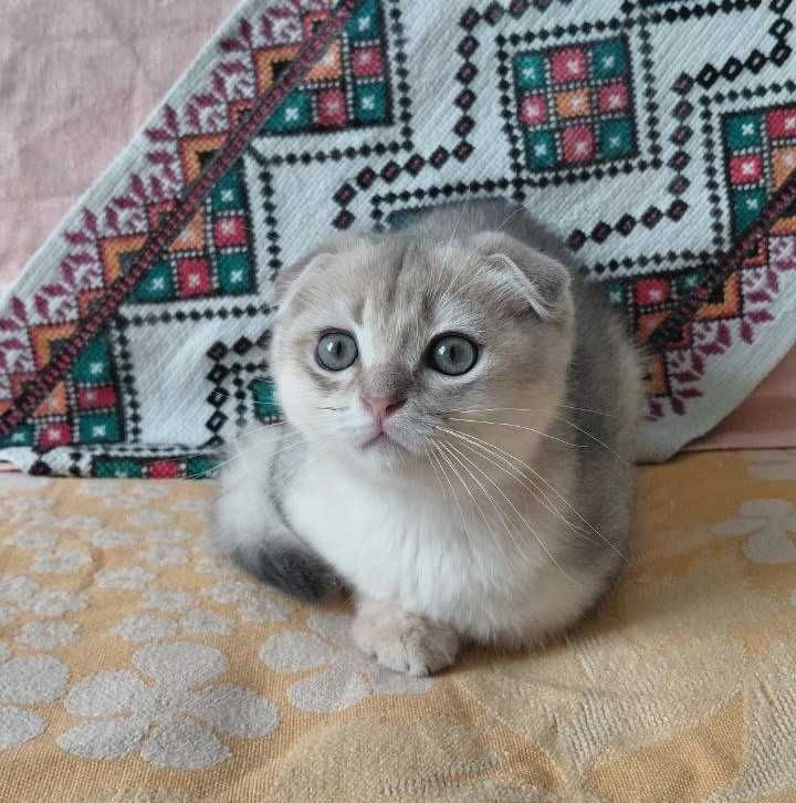 Шотландский вислоухий котик в окрасе голубое золото ау1