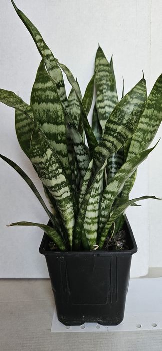 Planta Espada de São Jorge em Vaso Plástico 10,5 cm