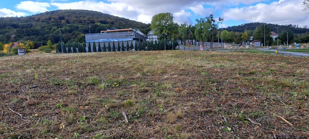 Wycinka samosiejek I koszenie trawy