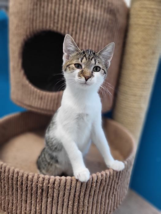4 miesięczny kociak Labubu do adopcji