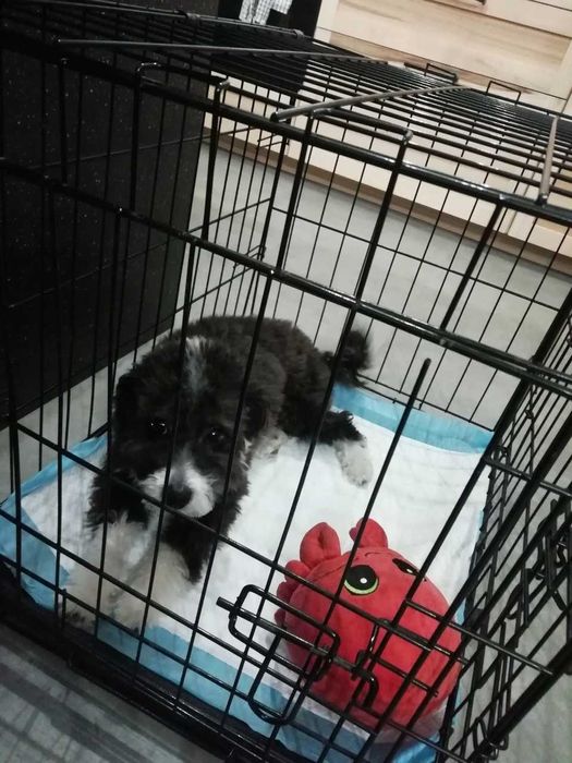 Klatka dla psa kota transporter składana metalowa do samochodu podróży