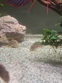 Grupo reprodutor corydoras sterbai