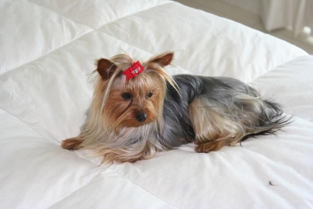 Yorkshire Terrier Super Miniatura