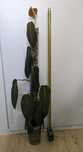 Philodendron Gigas