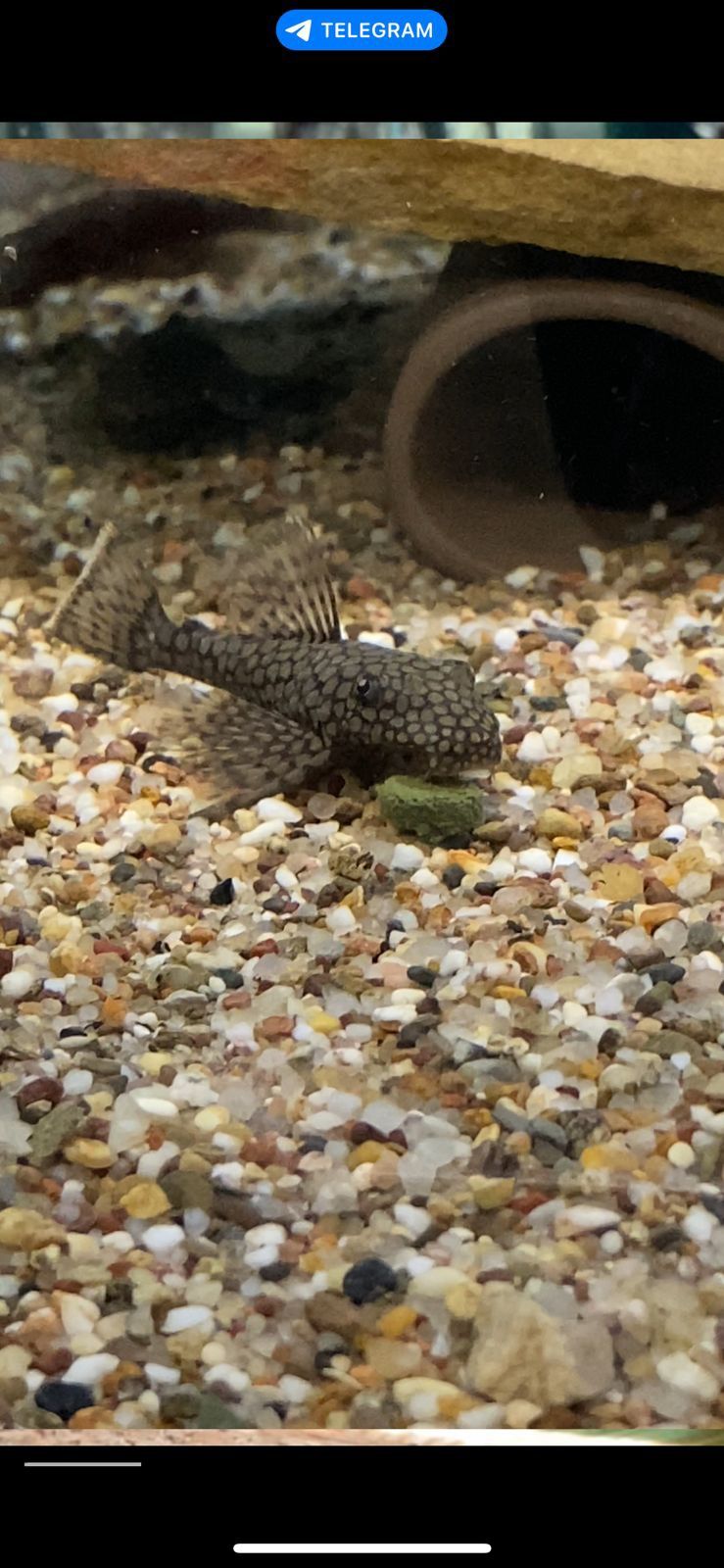 Ancistrus Super Red long fin е mais - Os peixes já estão disponíveis