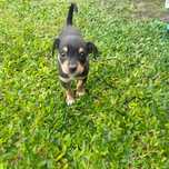 Pinscher  fêmea afogueada
