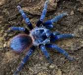 Lasiocyano Sazimai L2